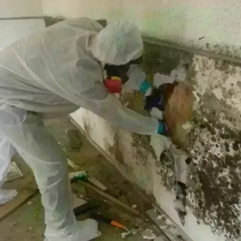 Mold Remediation and Removal in West Cape May, NJ